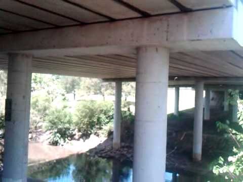 Waugh Drive Bridge Bat Colony Houston Texas