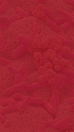 Trust ASM Journals with your research paper, minireview, case report and much more. Authors benefit from rigorous peer review, wide dissemination, and a commitment to ethical publishing. With nearly 3 million article accesses in India last year, ASM journals brings your research wide visibility and attention. Submit your work today! ASM offers flexible publishing models for researchers in India. Institutions that are part of the ONOS scheme are eligible for the same discounted publication fees a