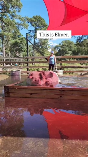 2.1M views · 94K reactions | The cutest couple in the world. ❤️...