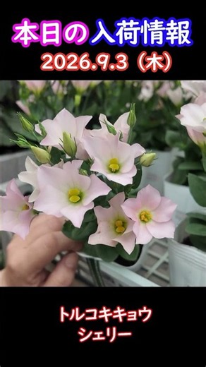 【2026.9.3】トルコキキョウ シェリー #ガーデニング #園芸 #花のある暮らし