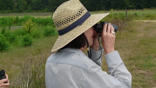 Birdwatching basics: a beginner's guide