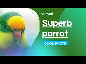 Superb Parrot facts 🦜 Barraband's Parrot 🦜 Barraband's Parakeet 🦜 Green Leek Parrot 🦜