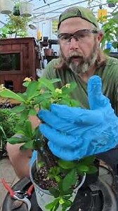 Crown of Thorns Propagation #reply #plants #sittingonthedockofthebay