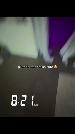 Pluto ferrets: why pluto ferrets are so cute