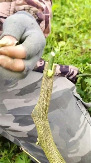 Grafting tutorial easy to implement and successful #grafting