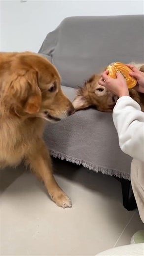 The big share should be mine | Dog lover