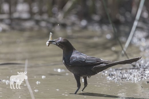 What Do Grackles Eat? — Forest Wildlife