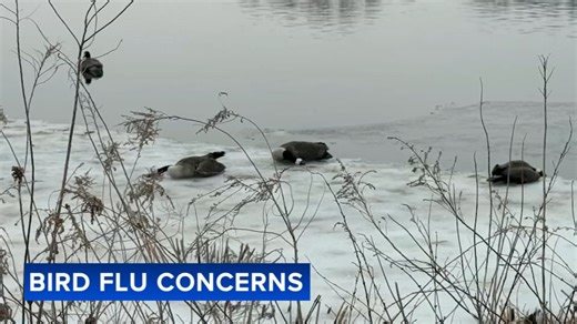 Traumatized Hainesport Twp. residents forced to dispose dead birds amid suspected outbreak