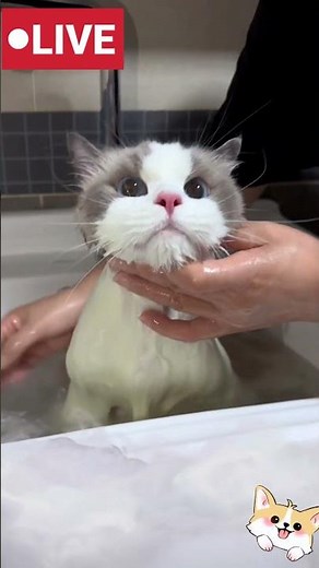 Cat's Spa Day The Ultimate Relaxation Shower!