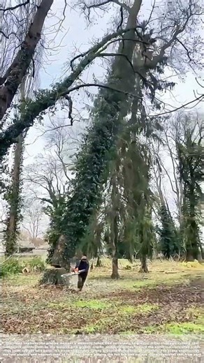 Timber Takedown: How Gravity Claims a 100-Foot Pine