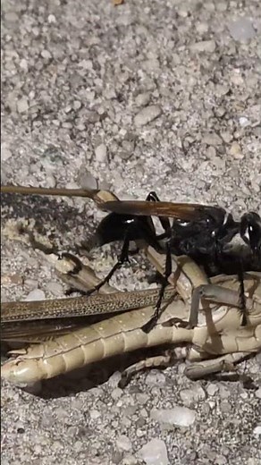 This black wasp took down a grasshopper!! #insects