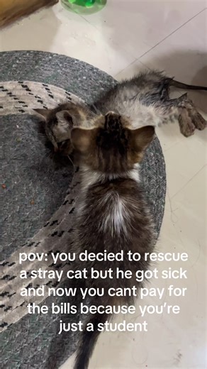 Help Baby Lucy Fur: A Rescued Cat's Journey