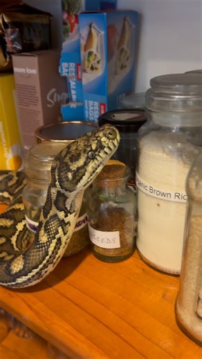 Snake in pantry 🙈🐍 I was called out to a home in Noosa Heads this afternoon to relocate this decent sized non venomous Carpet python from inside their kitchen pantry. Lucky I arrived when I did because another couple of mins would have had broken glass everywhere! It was a warm day today snakes need to keep out of the boiling hot sun as well 🔥 Enjoy folks 😌 Luke 0499920290 😇🐍 #lukethesnakecatcher #snake #snakecatcher #noosa #sunshinecoast #carpetpython #pantry #noosaheads | Snake Catcher N