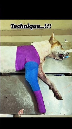 🐾 Spica Bandage in Dogs🐕 #vet #ortho #fracture #education #dog #shortvideo