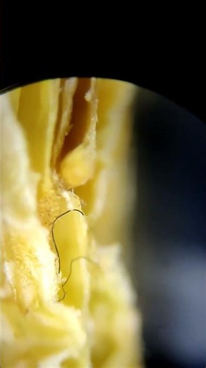 carefully sourced blue morgellons fiber . revealed inside of a locally grown pepper pod