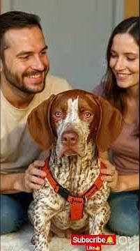 This rare hunting dog once served royalty👑Meet the Portuguese Pointer#dogshorts #portugues #pointer