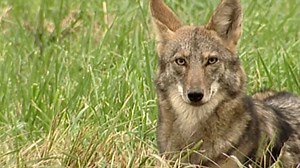 How to stay safe as coyotes are out and about in East Tennessee
