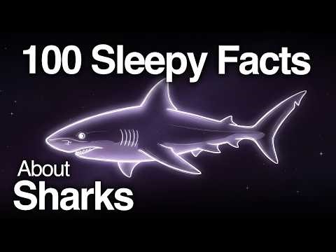 The Most Relaxing Facts About Sharks to Fall Asleep To