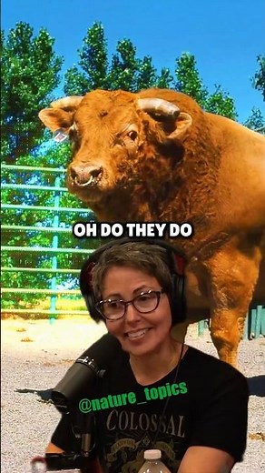 The Truth About Beefalo: Real Hybrid or Marketing Myth? Joe Rogan & Beth Shapiro