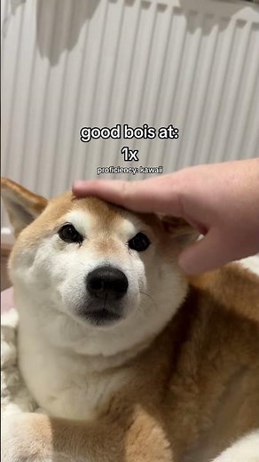 Chipi Chapa Doge is STINKY meme #cutenessoverload #doge #shibainu