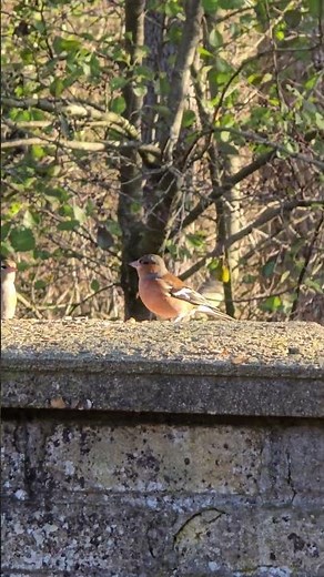 Chaffinches, male and female #wildlife #nature #birds #cute #hugoswalkingshorts