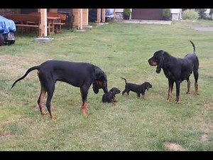 Puppies Black and Tan Coonhound - 5 weeks old