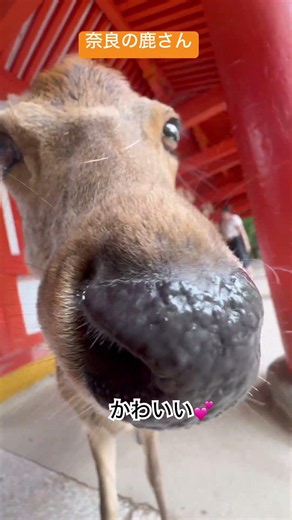 #鹿さんチューブ #お鹿つ #推鹿つ #おせんべいどうぞ #奈良の鹿 #奈良公園 #春日大社 #naradeerpark #wildanimals #japan