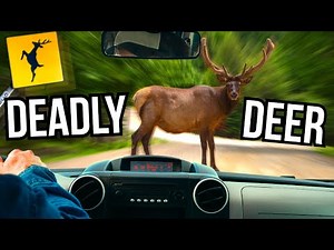 4 Animals That Can't Stop Getting Hit By Cars