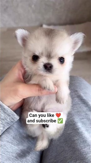 Smallest puppy breeds. #puppy #petshub #cuteanimal