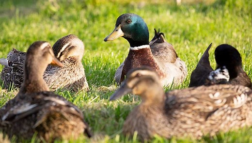 Rouen Duck Breed: Everything You Need To Know