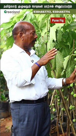 😱 5 அடி Fig Tree-ல 30–40 Fruits? Pune Athi Variety Explained!