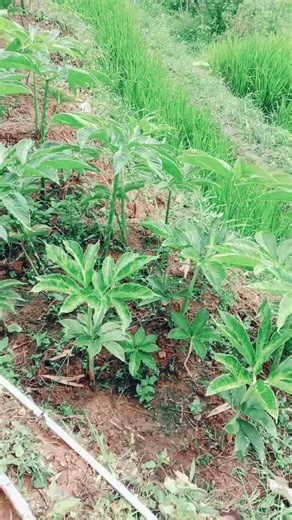 bambu runcing (@runcing02)’s videos with suara asli - 🆔 𝑫𝒆𝒏𝒊 𝒈𝒖𝒔𝒕𝒊𝒂𝒏𝒂 - 🆔 𝐃𝐞𝐧𝐢 𝐠𝐮𝐬𝐭𝐢𝐚𝐧𝐚