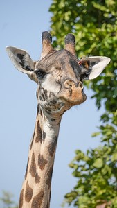 5.1K reactions · 413 shares | The oxpeckers, also known as tickbirds,...