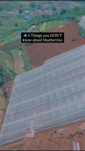 🫐 ₹1 Crore Per Acre: The Blueberry Revolution Has Started in India Blueberries were never grown at scale in India… until now. Today, major companies are launching 50–100 acre farms after seeing the insane profit potential! 💡SHOCKING Facts Every Agri-Entrepreneur Must Know 1. Premium Pricing Like No Other Crop Wholesale: ₹800–₹1200/kg Retail: ₹250 to ₹300 per 125g pack 2. Protected Cultivation = Total Game Changer Old: Open-field farming (rain = disaster) ✅ New: Dome-Shaped Multi Tunnels / Span