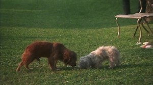 Benji (1974) (720p)🌻 Animation & Family Movies