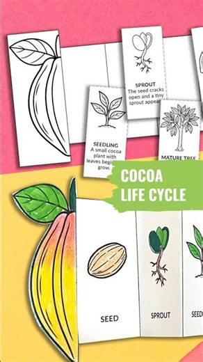 Life Cycle Of A Cocoa (Cacao) Plant, Where Chocolate Comes From, Life Cycle Of Chocolate