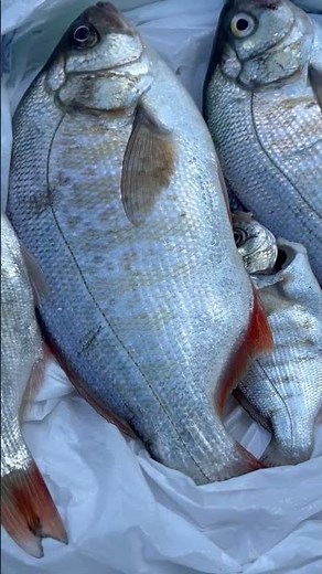 Pacific Ocean Perch Best For Frying | Fresh Caught