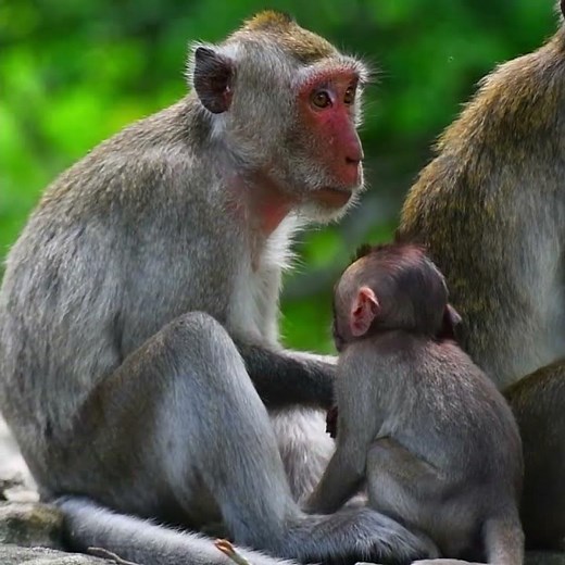 Mother monkey angry with her baby cries for milk #milkmonkey