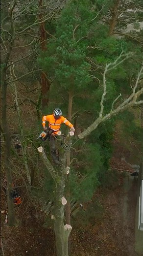 Acute Oak Decline Tree Rigs #rigging #treework #arborist