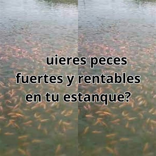 144 reactions · 27 shares |  El éxito de tu estanque empieza con la semilla correcta. En Alevinos Latinos recibes peces fuertes, con garantía de supervivencia y respaldo técnico.  Estamos en Lebrija, Santander, listos para entregarte rápido y seguro. ¡Contáctanos! 3223141426 | Alevinos Latinos - Finca Mi Roca | Facebook