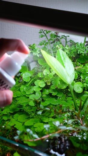 広がる侘び草。#aquascape #アクアリウム #小型水槽
