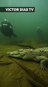 Hippo Explodes From the Darkness and Slams a Crocodile | Victor Dias TV