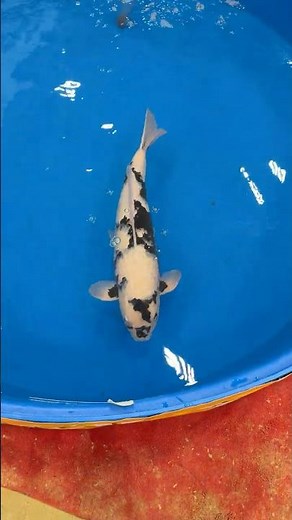 Sydney Koi Show 2026 Grand Champion 73cm Shiro Utsuri
