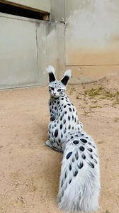 Meet the Unbothered Spotted King: The Serval Cat