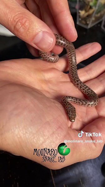 Update on Lone Survivor: Children's Python Escape Attempt