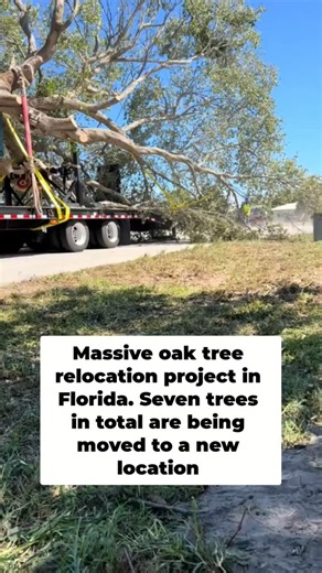 Austin Munday Media on Instagram: "Moving seven massive oak trees to a new home in Florida"