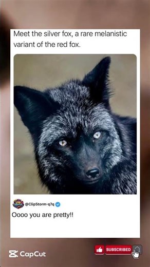 Meet the silver fox, a rare melanistic variant of the red fox #wildfox #trending