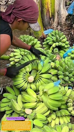 How a Curved Blade Separates Banana Hands for Market-Ready Bunches