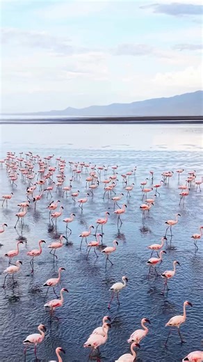 Lake Natron in northern Tanzania is one of the most extreme habitats in Africa, highly alkaline, hot, and inhospitable to most life. Yet, it’s home to thousands of lesser flamingos, who breed here in huge colonies. The shallow, mineral rich waters provide the perfect environment for their algae based diet and safe nesting sites away from predators. Video from Abdillah Salim #wildlife #WildlifeConservation #wildlifecaptures #AfricanSavanna #seewildlife #discoverafricawildlife #discoverafrica #Wil