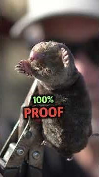 How To Get Rid of Moles In The Lawn